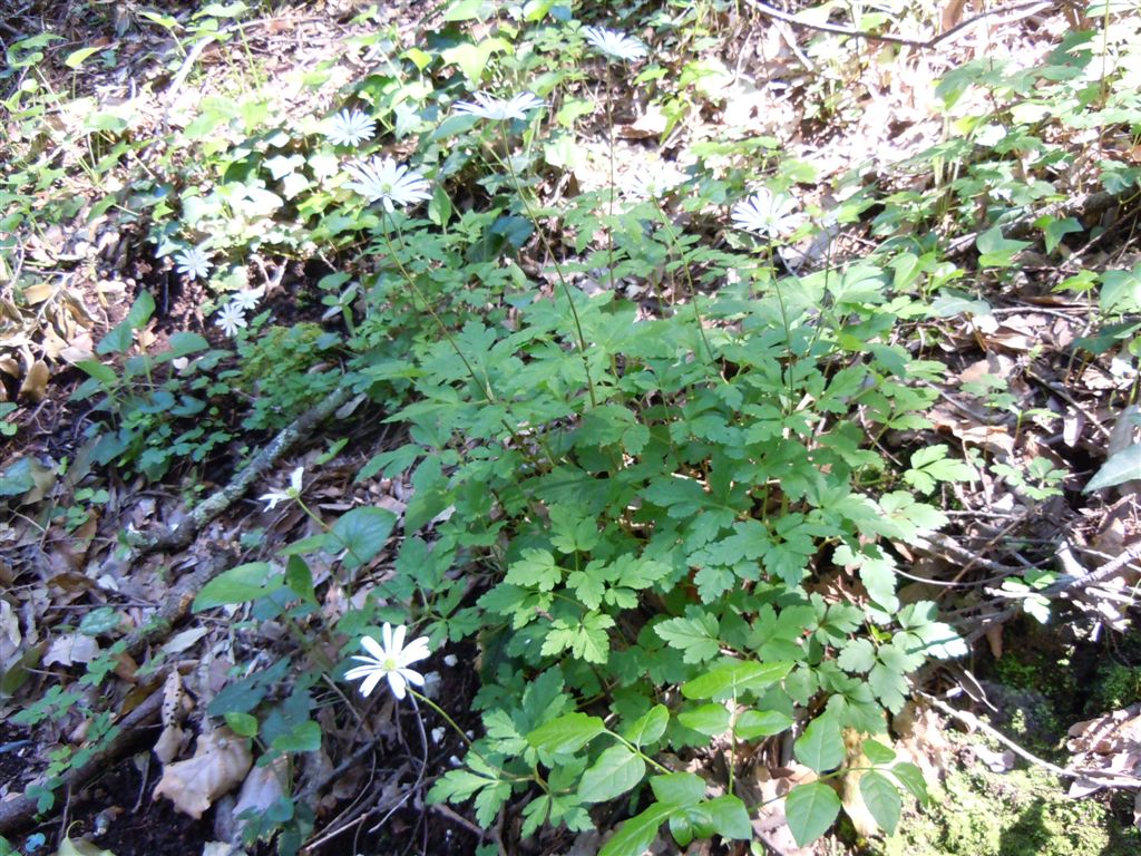 Anemone apennina